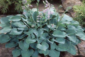 Hosta ´Blue Cadet´